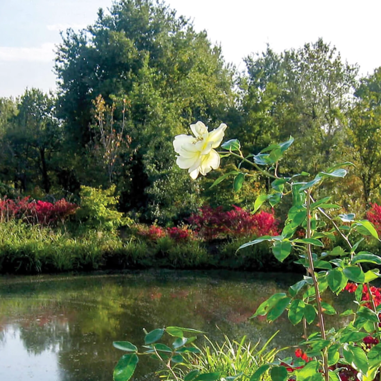 The Hidden Forest of Yalova (Karaca): Where Nature Meets the Beauty of Omran Trk Projects